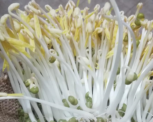 Соевите кълнове – защо има объркване и кои са истинските им приложения?