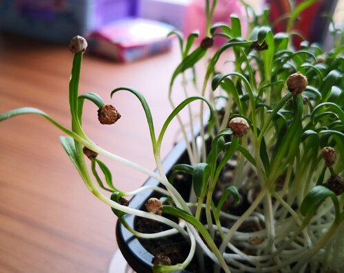 Как да подобрим кълняемостта на спанака: пълно ръководство за успешен старт